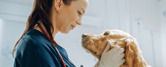 Transitioning From an LLC to a California Professional Veterinary Corporation