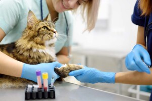 Legal Protections for California Veterinarians