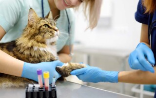 Legal Protections for California Veterinarians