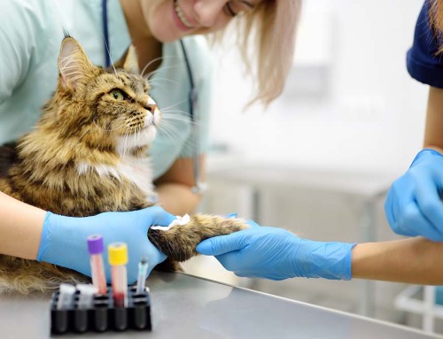Legal Protections for California Veterinarians