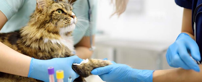 Legal Protections for California Veterinarians