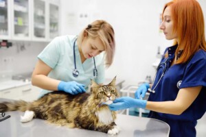 Who Should Be the Registered Agent for My California Professional Veterinary Corporation?