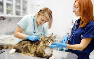 Who Should Be the Registered Agent for My California Professional Veterinary Corporation?
