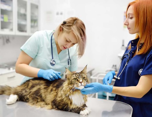 Who Should Be the Registered Agent for My California Professional Veterinary Corporation?