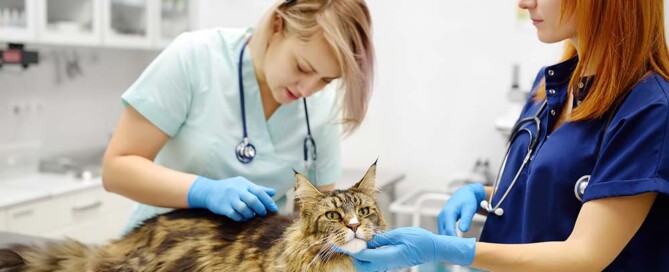 Who Should Be the Registered Agent for My California Professional Veterinary Corporation?