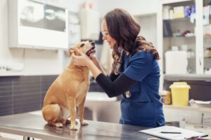 What Address Should I Use for My California Professional Veterinary Corporation?