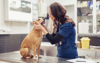 What Address Should I Use for My California Professional Veterinary Corporation?