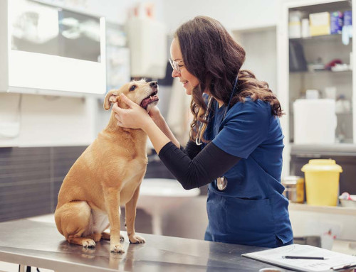 What Address Should I Use for My California Professional Veterinary Corporation?
