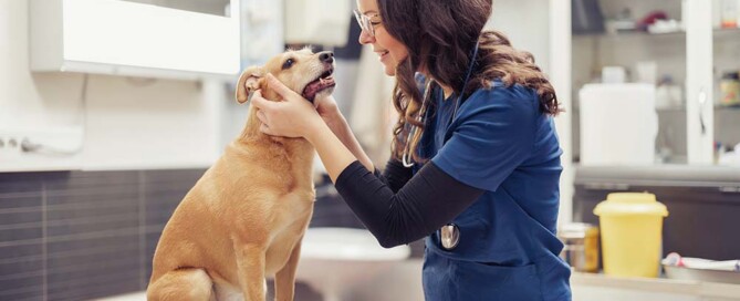 What Address Should I Use for My California Professional Veterinary Corporation?