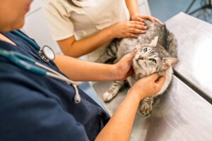 Steps to Establish a California Professional Veterinary Corporation: Step-by-Step Guide