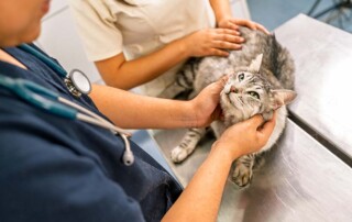 Steps to Establish a California Professional Veterinary Corporation: Step-by-Step Guide