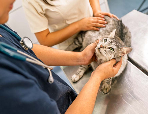 Steps to Establish a California Professional Veterinary Corporation: Step-by-Step Guide