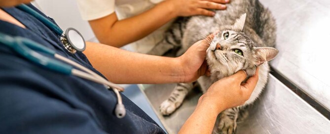 Steps to Establish a California Professional Veterinary Corporation: Step-by-Step Guide