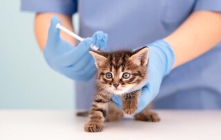 3 Corporate Mistakes That Can Destroy Your California Professional Veterinary Corporation Protection