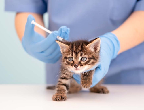 3 Corporate Mistakes That Can Destroy Your California Professional Veterinary Corporation Protection